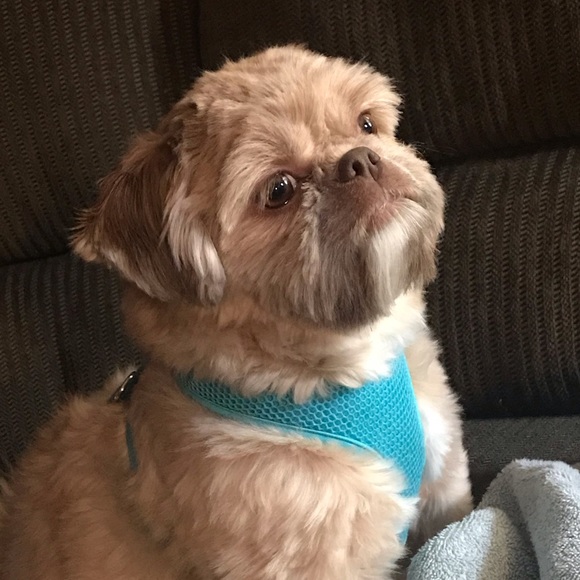 Meet your Posher, Myronna - Picture 2 of 2